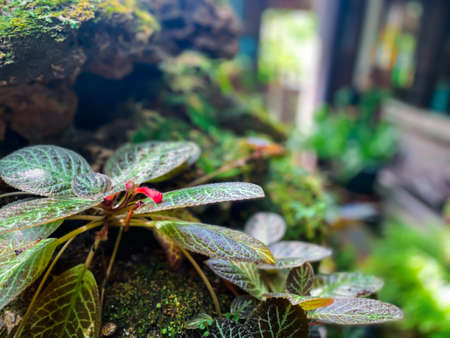 Greenery background, green color of nature plant and leaf environment greenery conceptの写真素材