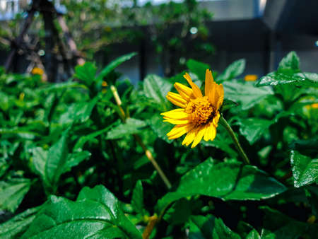 Flower (Melampodium Paludosum Flower) yellow color, Naturally beautiful flowers in the gardenの写真素材