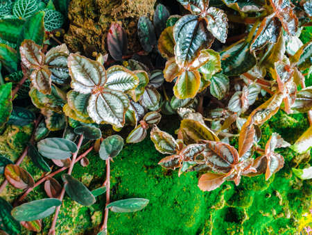 Greenery background, green color of nature plant and leaf environment greenery conceptの写真素材