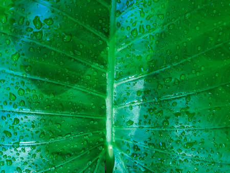 Greenery background, green color of nature plant and leaf environment greenery concept