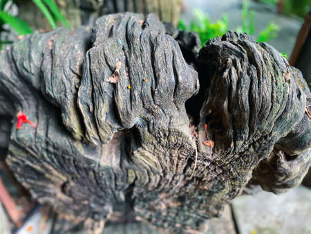 Beautiful of nature garden or park decorated with natural wood, bark, log, trunk or decayed wood decorated environment greenery conceptの写真素材