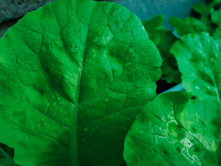 Greenery background, green color of nature plant and leaf environment greenery concept