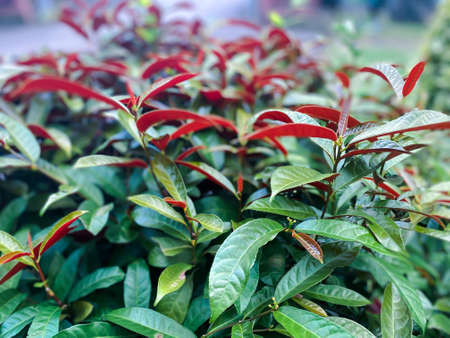 Greenery background, green color of nature plant and leaf environment greenery conceptの写真素材