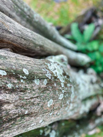 Beautiful of nature garden or park decorated with natural wood, bark, log, trunk or decayed wood decorated environment greenery conceptの写真素材