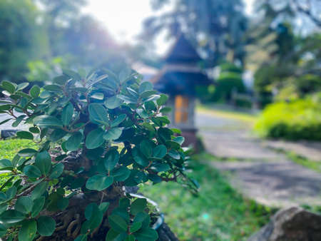 Greenery background, green color of nature plant and leaf environment greenery conceptの写真素材