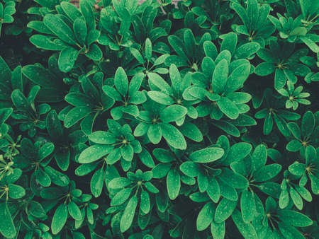 Greenery background, green color of nature plant and leaf environment greenery concept