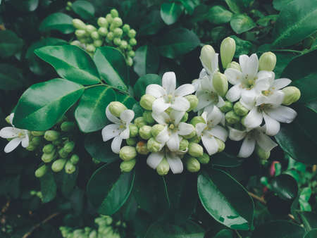 Flower (Wrightia Antidysenterica ,Wal idda or White Angel Flower) white color, Naturally beautiful flowers in the gardenの写真素材