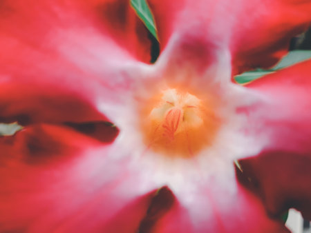 Flower (Adenium obesum, Impala Lily, Mock Azalea, Sabi Star, Kudu or Desert-rose) red color, Naturally beautiful flowers in the gardenの写真素材