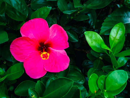 Flower Hibiscus rosa-sinensis (Chinese hibiscus, China rose, Hawaiian hibiscus, Rose mallow, Shoeblackplant) Naturally beautiful flowers in the garden.の写真素材