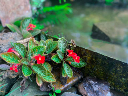 Greenery background, green color of nature plant and leaf environment greenery concept