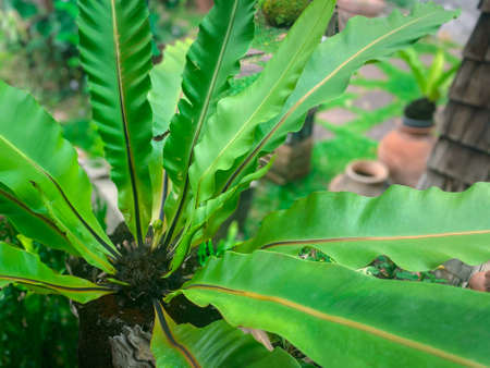 Greenery background, green color of nature plant and leaf environment greenery concept