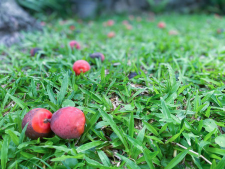 Greenery background, green color of nature plant and leaf environment greenery conceptの写真素材