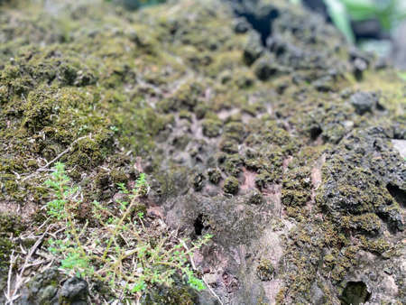 Greenery background, green color of nature plant and leaf environment greenery conceptの写真素材