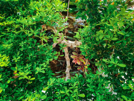 Greenery background, green color of nature plant and leaf environment greenery concept