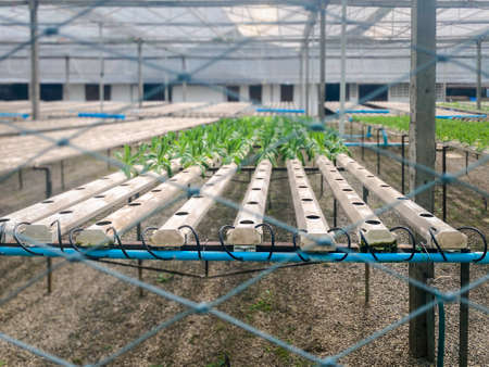 Organic farm is agriculture farming or gardening in greenhouse to produce fruit and vegetable crops free from toxins Environmentally friendly and healthyの写真素材