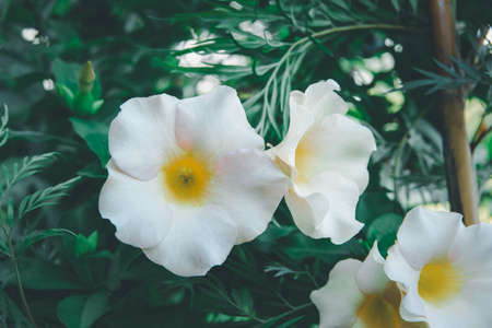 Flower pink color Naturally beautiful flowers in the garden.の写真素材