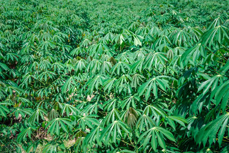 Nature of sweet potatoes plantation or yam farming on rural land green color lush growing is a agriculture in asiaの写真素材