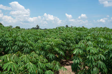 Nature of sweet potatoes plantation or yam farming on rural land green color lush growing is a agriculture in asiaの写真素材
