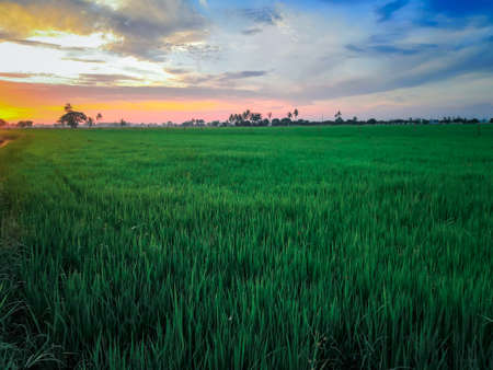 Nature of rice field on rice paddy green color lush growing is a agriculture in asiaの写真素材