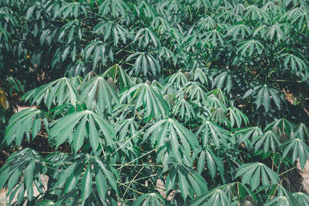 Nature of sweet potatoes plantation or yam farming on rural land green color lush growing is a agriculture in asiaの写真素材