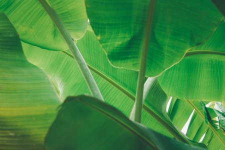 Greenery background, green color of nature plant and leaf environment greenery concept (Banana)の写真素材