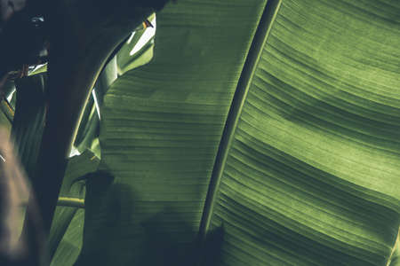 Greenery background, green color of nature plant and leaf environment greenery concept (Banana)の写真素材