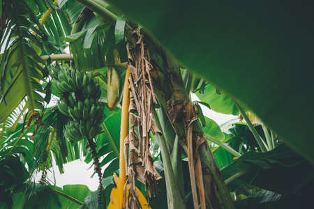 Greenery background, green color of nature plant and leaf environment greenery concept (Banana)の写真素材