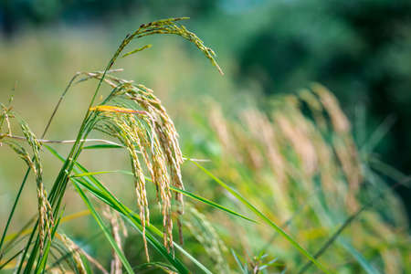Nature of rice field on rice paddy green color lush growing is a agriculture in asiaの写真素材