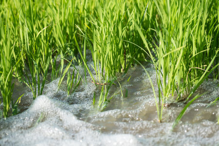 Watering of nature rice field on rice paddy green color lush growing is a agriculture in asiaの写真素材
