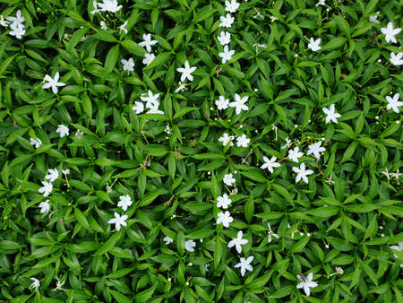 Greenery background, green color of nature plant and leaf environment greenery conceptの写真素材