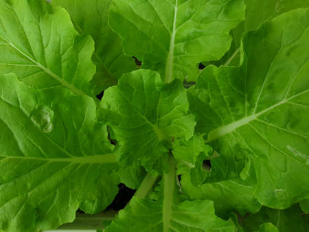 Greenery background, green color of nature plant and leaf environment greenery concept