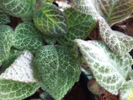 Greenery background, green color of nature plant and leaf environment greenery conceptの写真素材