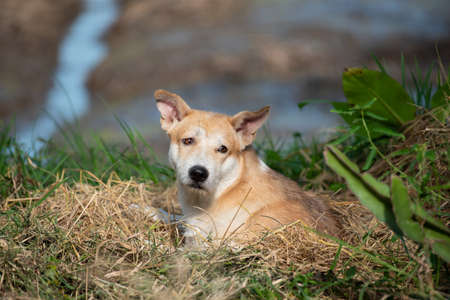 Thai brown stray dog is a animal type mammal and pet so cute playing at beautiful nature garden or farm and looking at something with joy and happyの写真素材