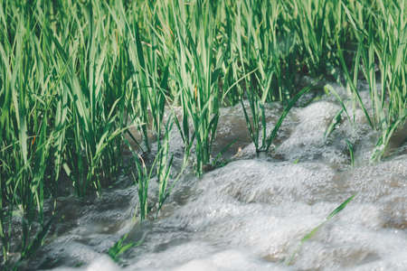 Watering of nature rice field on rice paddy green color lush growing is a agriculture in asia