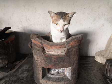 Cat is a animal type mammal and pet so cute gray color sitting for relax and looking at something with interest for wait something with happyの写真素材