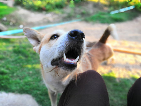 Thai brown stray dog is a animal type mammal and pet so cute playing at beautiful nature garden or...