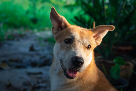 Thai brown stray dog is a animal type mammal and pet so cute playing at beautiful nature garden or farm and looking at something with joy and happyの写真素材