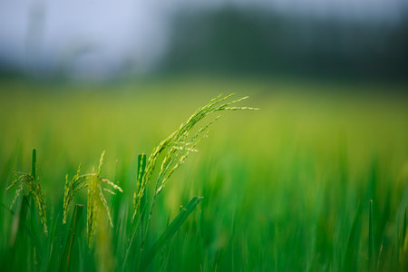 Landscape nature of rice field on rice paddy green color lush growing is a agriculture in asiaの写真素材