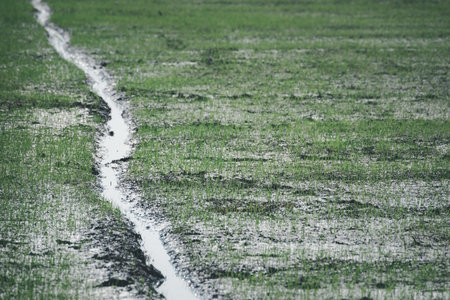 Landscape nature of rice field on rice paddy green color lush growing is a agriculture in asiaの写真素材