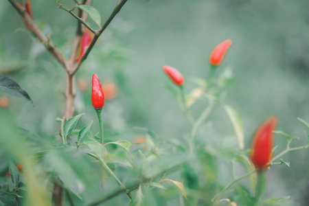 Chilli peppers or red chilies in farm gardening is vegetable use for ingredient of Thai foodの写真素材