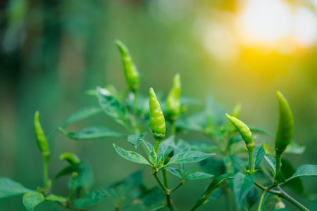 Chilli peppers or green chilies in farm gardening is vegetable use for ingredient of Thai foodの写真素材