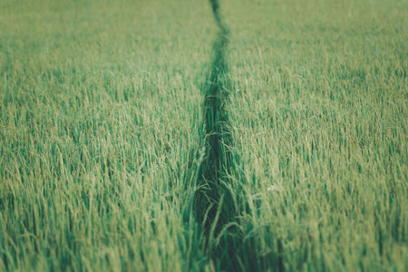 Landscape nature of rice field on rice paddy green color lush growing is a agriculture in asiaの写真素材
