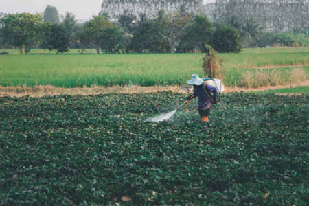 Nature of sweet potatoes plantation or yam farming on rural land green color lush growing is a agriculture in asiaの写真素材