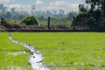 Landscape nature of rice field on rice paddy green color lush growing is a agriculture in asiaの写真素材