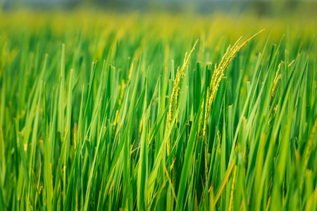 Landscape nature of rice field on rice paddy green color lush growing is a agriculture in asia