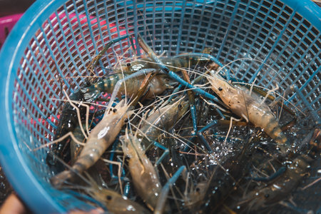 Fresh raw shrimp (Giant freshwater prawn) premium grade can cook to grilled shrimp by grilling with charcoal display for sale at Thai street food market or restaurant in Bangkok Thailandの写真素材