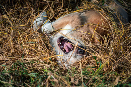 Thai brown stray dog is a animal type mammal and pet so cute playing at beautiful nature garden or...