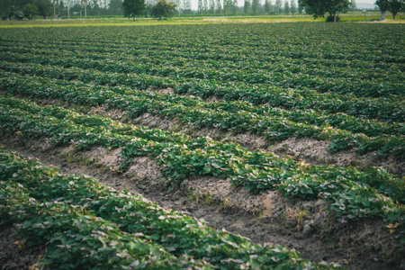 Nature of sweet potatoes plantation or yam farming on rural land green color lush growing is a agriculture in asiaの写真素材