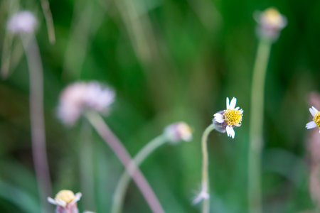 Nature of grass field and flower of grass on meadow green color lush with sunlight in park