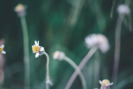 Nature of grass field and flower of grass on meadow green color lush with sunlight in parkの写真素材